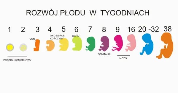 Poród i jego znaczenie dla rozwoju dziecka – co warto wiedzieć? Poród i jego znaczenie dla rozwoju dziecka – co warto wiedzieć?